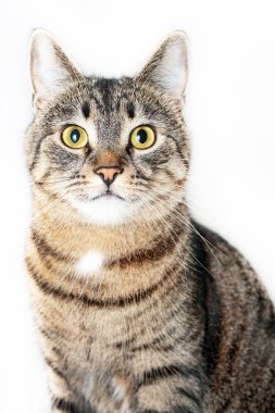 önünde oturan ve kameraya bakarak kedi. Beyaz arka plan üzerinde izole