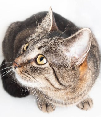 beyaz arka plan üzerinde izole yukarı bakarak güzel çizgili kedi