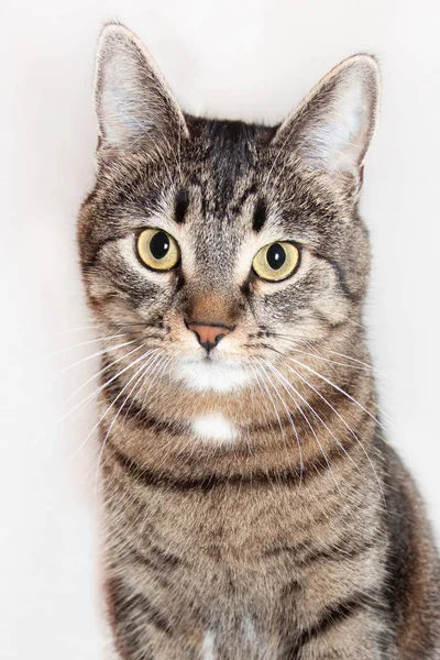 De kat zit en de camera kijken. geïsoleerd op witte achtergrond — Stockfoto