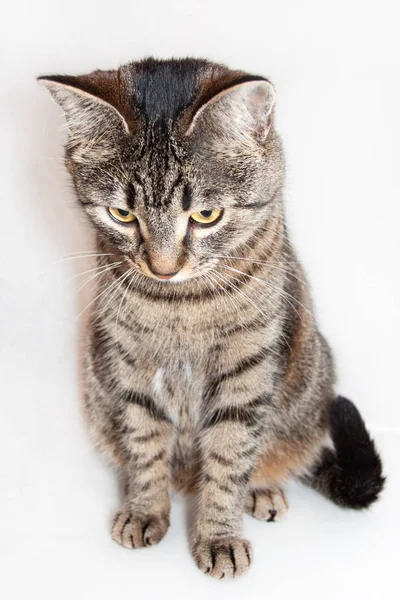 Gato sentado na frente e olhando para baixo. isolado em fundo branco — Fotografia de Stock