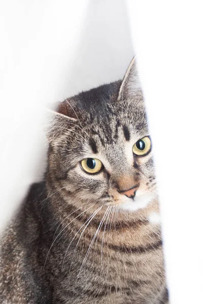 Gato sentado en frente y mirando a la cámara. aislado sobre fondo blanco —  Fotos de Stock