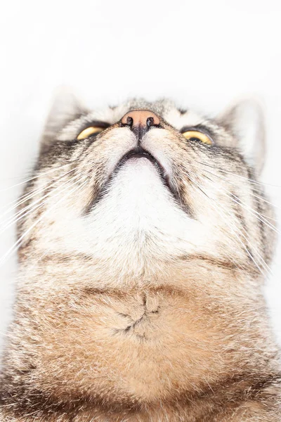 Beyaz arka plan üzerinde izole yukarı bakarak güzel çizgili kedi — Stok fotoğraf