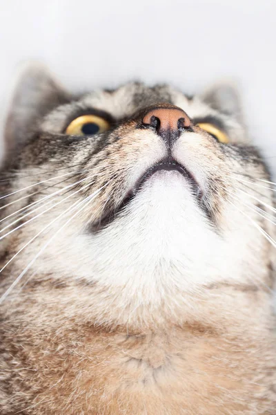 Hermoso rayas gato mirando arriba aislado en blanco fondo — Foto de Stock