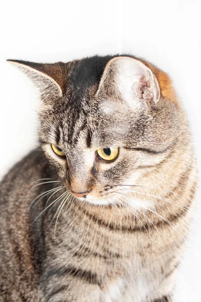 Gatto seduto davanti e guardando giù. isolato su sfondo bianco — Foto Stock