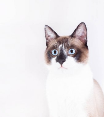 Siyam kedisi beyaz arka planda izole edilmiş. tay kedisi.