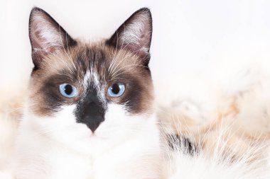 Siyam ( tay ) kedi evcil hayvanlar için bir kürk halı üzerinde oturan, beyaz arka plan üzerinde izole
