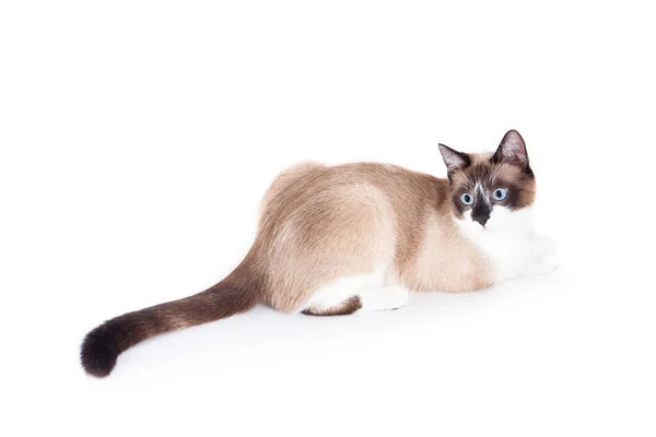 Siamese cat isolated on the white background. thai cat. — Stock Photo, Image