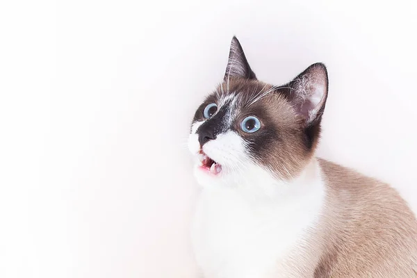 Syjamski Kot z otwartymi ustami na białym tle. tajski kot. — Zdjęcie stockowe