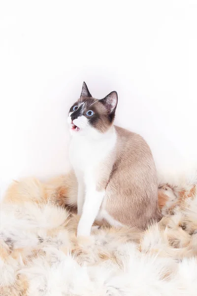 Siamês (tailandês) gato sentado em um tapete de pele para animais de estimação, isolado no fundo branco — Fotografia de Stock