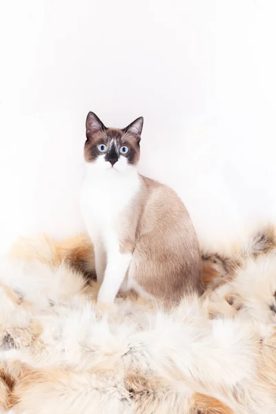 シャム(タイ)猫は、白い背景に隔離されたペットのための毛皮の敷物の上に座って — ストック写真
