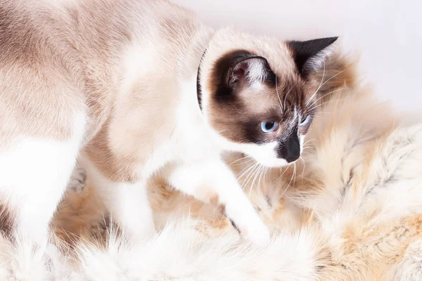 Siamese (Thai) katt sittande på en päls täcke för sällskapsdjur, isolerat på det vitt bakgrunden — Stockfoto
