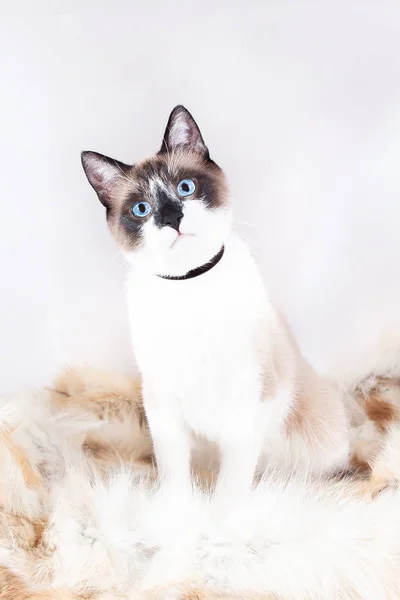 Gato siamés (tailandés) sentado en una alfombra de piel para mascotas, aislado sobre el fondo blanco —  Fotos de Stock