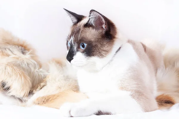 샴 (타이어) 고양이는 흰색 배경에 고립 된 애완 동물을위한 모피 양탄자에 앉아 — 스톡 사진