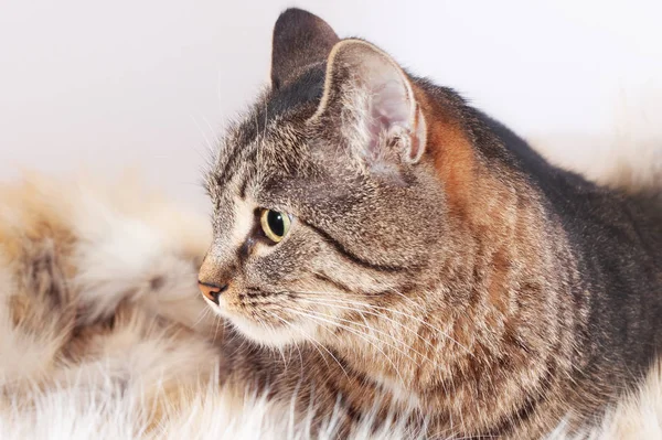 Adult beautiful striped cat lying on a fur rug. isolated on white background — Stock Photo, Image