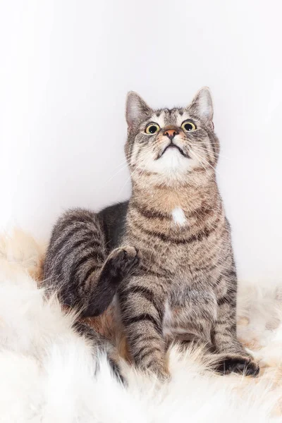 Hermoso rayas gato se sienta en un piel alfombra y mira hacia arriba. aislado sobre fondo blanco —  Fotos de Stock