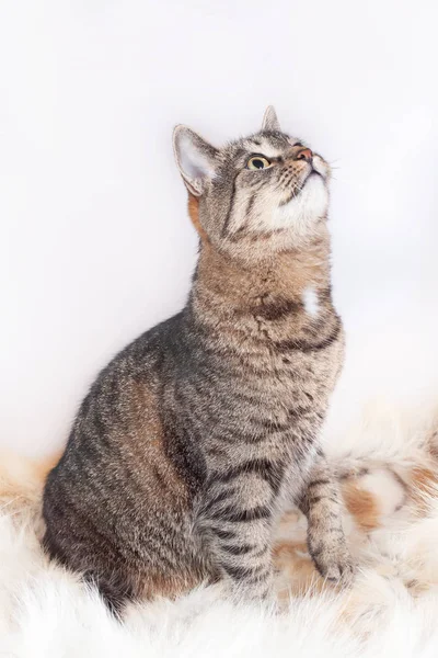 Hermoso rayas gato se sienta en un piel alfombra y mira hacia arriba. aislado sobre fondo blanco —  Fotos de Stock