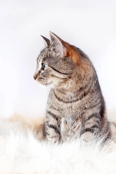 Vuxen vacker tabby katt sitter på en päls matta. isolerad på vit bakgrund — Stockfoto