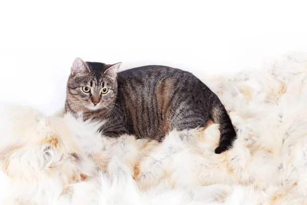 Kürk halının üzerinde yatan yetişkin güzel çizgili kedi. beyaz arka plan üzerinde izole — Stok fotoğraf