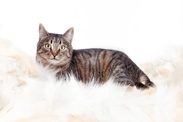 Kürk halının üzerinde yatan yetişkin güzel çizgili kedi. beyaz arka plan üzerinde izole — Stok fotoğraf