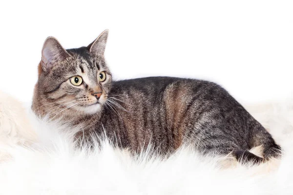 Vuxen vacker randig katt som ligger på en päls matta. isolerad på vit bakgrund — Stockfoto