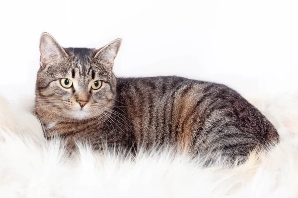 Adult beautiful striped cat lying on a fur rug. isolated on white background — Stock Photo, Image