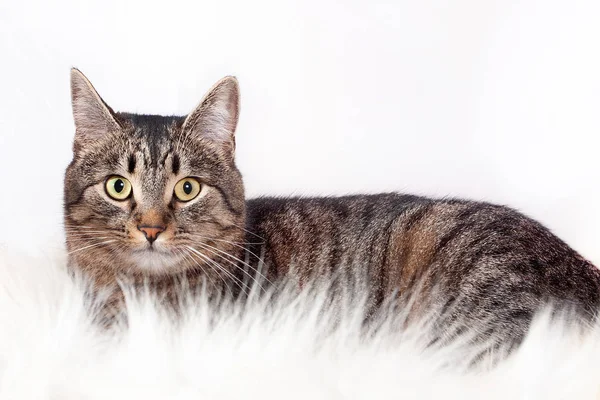 Adult beautiful striped cat lying on a fur rug. isolated on white background — Stock Photo, Image