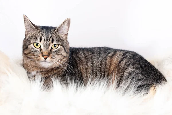 Adult beautiful striped cat lying on a fur rug. isolated on white background — Stock Photo, Image