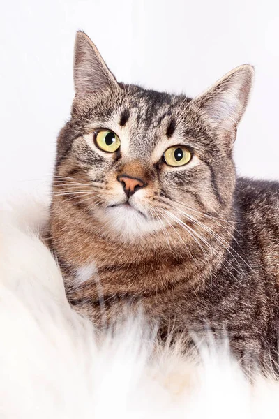 Volwassen mooie gestreepte kat liggend op een bont tapijt. geïsoleerd op witte achtergrond — Stockfoto