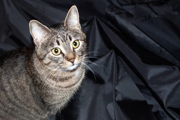 Beautiful striped cat isolated on black background — Stock Photo, Image