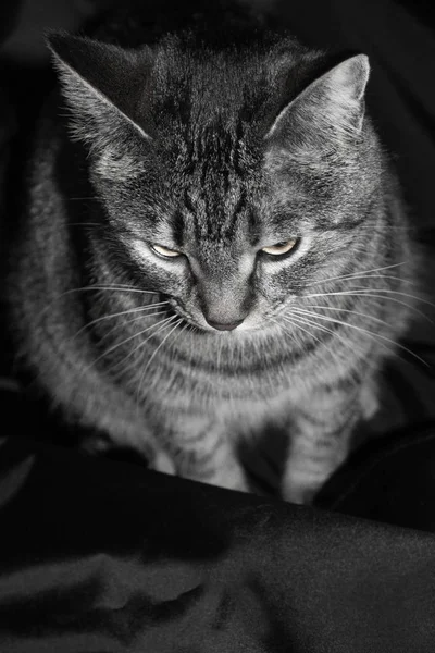 Retrato preto e branco. listrado gato isolado no fundo preto — Fotografia de Stock