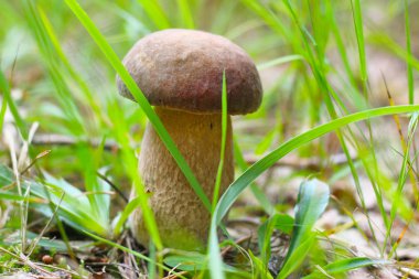 otların arasında büyüyen beyaz cep. Güzel yaz mantar büyüme