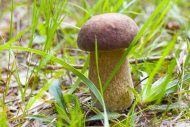 Otların arasında büyüyen beyaz mantar. Güzel yaz cep büyüme
