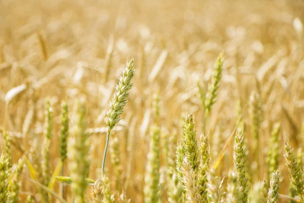 Green and yellow wheat field — Stock Photo, Image