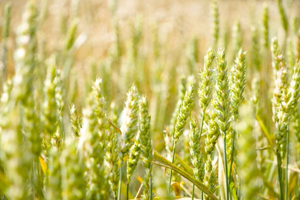 Groene tarwe veld bokeh — Stockfoto