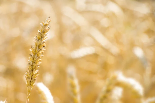 One wheat spike on field bokeh — Stock Photo, Image
