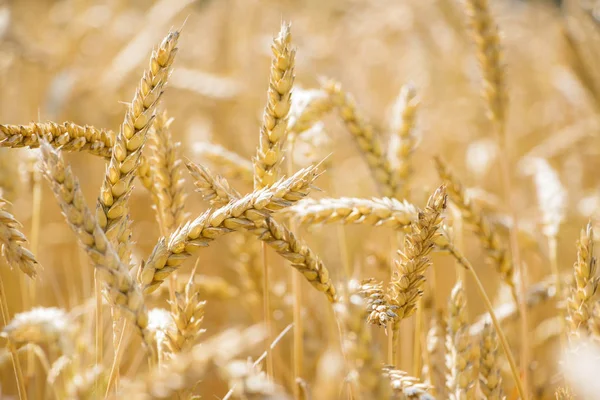 Reached wheat field background — Stock Photo, Image