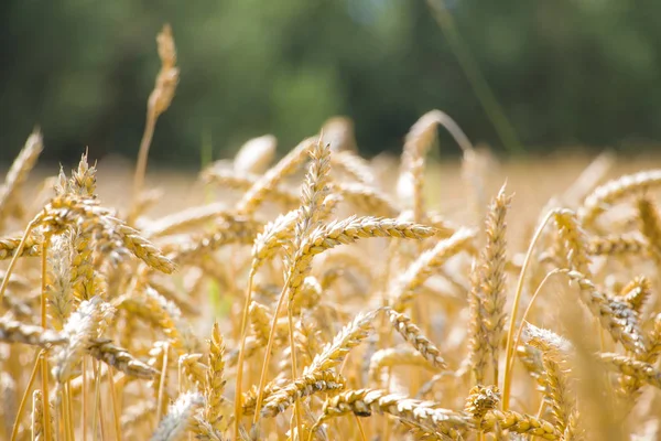 На фоне пшеничного леса — стоковое фото