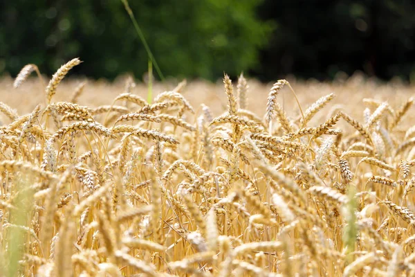Пшеничное поле на фоне леса — стоковое фото
