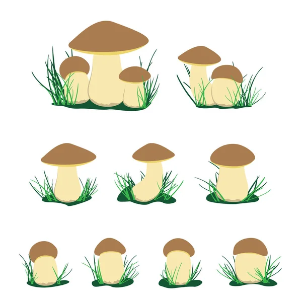 Conjunto de ilustrações de cogumelos cep branco — Vetor de Stock