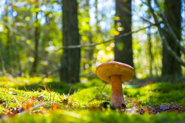 güneş ahşap büyük yaz cep