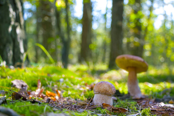 small and large white ceps