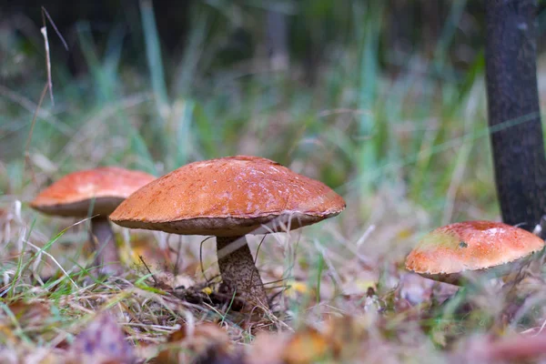 Three big leccinum in forest — Stock Photo, Image
