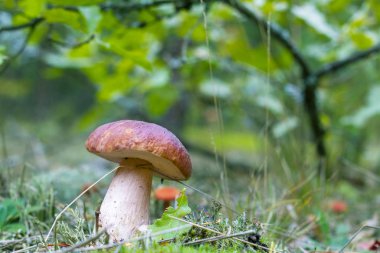 Büyük çörek meşe koruda büyümek. Ağaç altında büyüyen beyaz cep mantar. Boletus ahşap. Güzel yenilebilir sonbahar büyük ham bolete