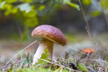 Büyük çörek meşe koruda büyümek. Ağaç altında büyüyen cep mantar. Boletus ahşap. Güzel yenilebilir sonbahar büyük ham bolete
