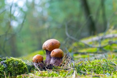 Üç küçük leccinum mantar yosun büyüyen. Turuncu kap çörek ormanda büyümek. Güzel yenilebilir sonbahar bolete