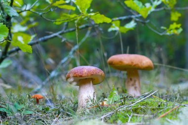 Oak grove büyümek iki çörek. Ceps ormanda büyüyen mantar. Boletus ağacın altında büyür. Güzel yenilebilir sonbahar büyük ham bolete