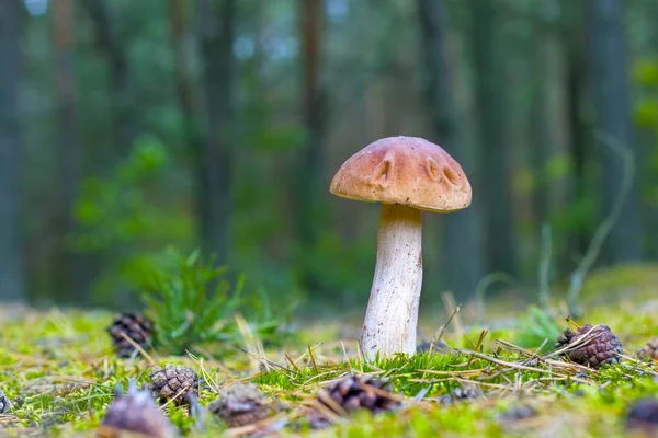 Steinpilze Mooswald Weiße Steinpilze Moos Pilze Wachsen Wäldern Schöner Essbarer — Stockfoto