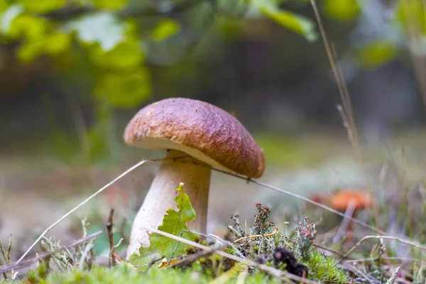 Steinpilze Wachsen Eichenwäldern Steinpilz Wächst Unter Baum Steinpilze Aus Holz — Stockfoto