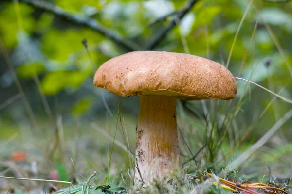 Büyük Çörek Meşe Altında Büyür Ormanda Büyüyen Cep Mantar Boletus — Stok fotoğraf