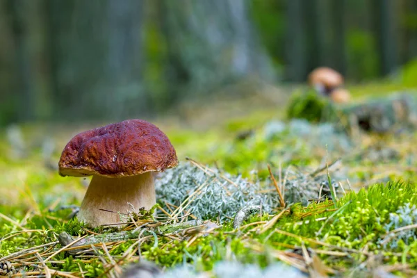 Kral bolete moss ormanda büyümek. Büyük çörek iğneler koruda büyümek. Ormanda büyüyen mantar cep. Güzel yenilebilir sonbahar büyük ham bolete